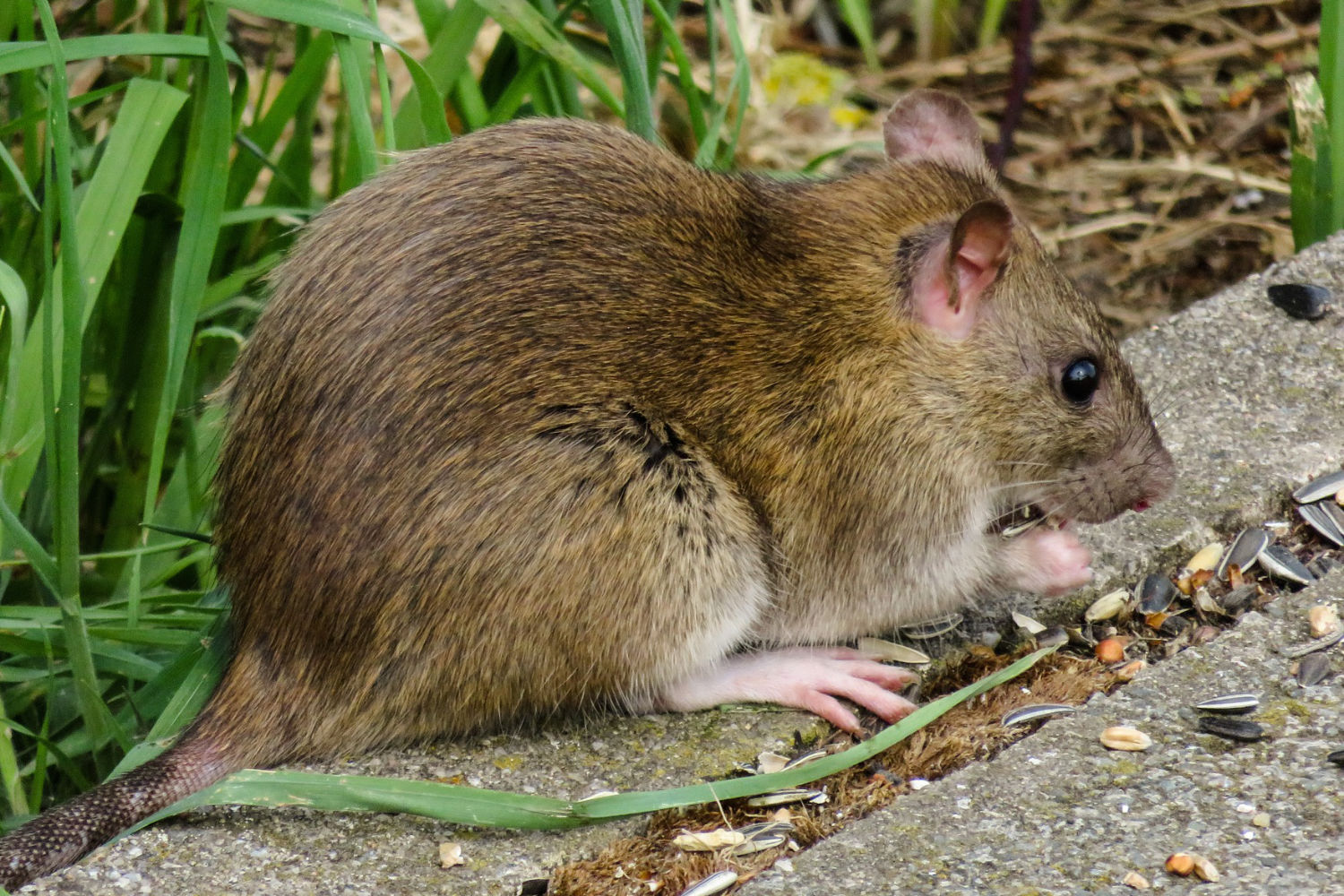 Allgemein Page 3 Schädlingsbekämpfung Bischof