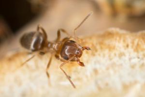 Braune Wegameise Braune Wegameise bekämpfen durch Kammerjäger