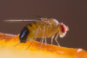 Fruchtfliege Fruchtfliege bekämpfen durch Kammerjäger